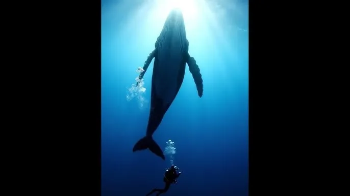 ipx580 - 深蓝星球：探索海洋深处的未知世界